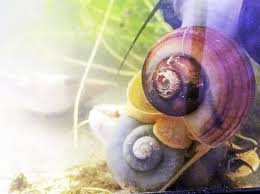 Can snails regrow their shells? How To Breed Mystery Snails In 5 Steps Everything I Know