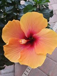 Image result for Hibiscus torrei