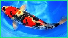 Tattooshop tattoo tato ikan koi heart and flower tattoo tattoos. 12 Ide Koi Ikan Koi Ikan Kolam Ikan