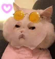 Maskeli Kedi Baby Cats Sunglasses Women Round Sunglass Women
