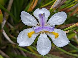 Image result for Dietes flavida