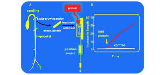 Maybe you would like to learn more about one of these? Schematic Drawing Of The Procedure For Measuring Cell Wall Creep In A Download Scientific Diagram