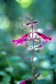 A Growing Obsession Salvia Plants Garden