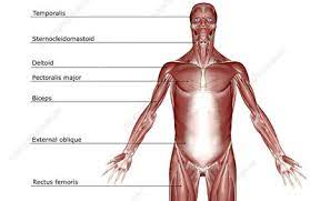 The superficial pectoral muscles attached to the bones of the upper limb. The Muscles Of The Upper Body Stock Image F001 6895 Science Photo Library