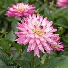 Dahlia Xxl Aztec Veracruz White Flower Farm Dahlia Container Gardening