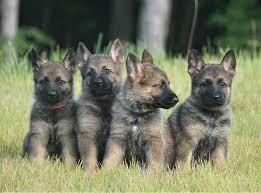 For sale german shepherd pups (available from the 24/04/21) bi colour female, sable male from very great producing working line pedigree. Working Line German Shepherd Puppies For Sale Arkansas From My K9 Guardian