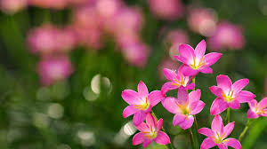 Check spelling or type a new query. Fiori Hd