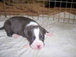Pit bulls and pit bull puppies for adoption are not in any way inferior to or different from those for sale. American Pit Bull Terrier Puppies In Ohio