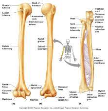 Appendicular Skeleton Anatomy Bones Anatomy Human Anatomy And Physiology