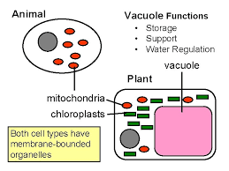 Plant and animal cell labeling game. Introduction To Protists Origin Of Eukaryotes First Eukaryotic