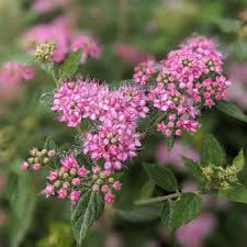 Image result for Spiraea japonica ´Little Princess
