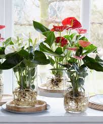 26 Cool Indoor Water Garden Ideas For Best Indoor Garden Solution Indoor Water Garden Water Plants Indoor Plants