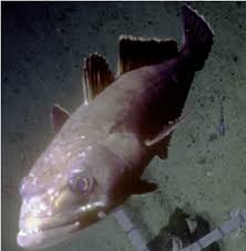 Image result for Dissotis anchietae