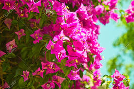 Image result for Nyctaginaceae