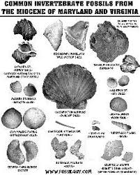 Fossil Identification Sheets New York Maryland Virginia