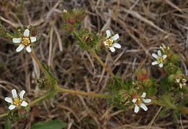 Image result for Culcasia falcifolia