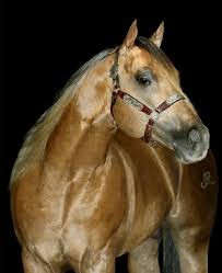 AMERICAN TA FAME (1 Cobertura) - LP Horses