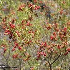 Image result for Rhagodia