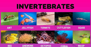 Arthropods are an important phylum. Invertebrates 40 Great List Of Animals That Are Invertebrates Visual Dictionary