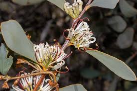 Image result for Cyclocarpa