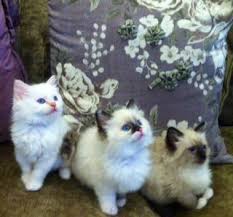 Our beautiful purebred ragdoll kittens come from champion lines. Cats For Sale In Crescent City California Classifieds