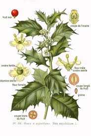 Image result for Aquifoliaceae
