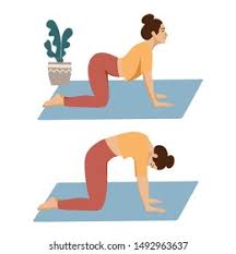 Cat Cow Yoga Pose Stock Vectors Images Vector Art Shutterstock