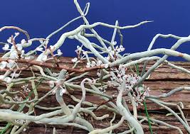 Image result for Microcoelia megalorrhiza