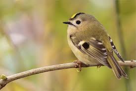 Wintergoldhahnchen Er Ist Mit 9 Zentimetern Der Kleinste Vogel In Ganz Europa Wintergoldhahnchen Fressen Ausschl Wintergoldhahnchen Tiere Vogel Als Haustiere