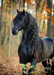 Pin Af Myg Mia Pa Beautiful And Amazing Animals Smukke Heste Vilde Heste Horse