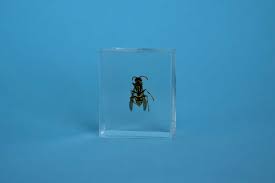 Eingiessen von körpern das eingiessen von gegenständen mit unserem glasklaren und uv es ist allerdings nicht unbedingt erforderlich, eine spezielle form zum eingießen zu verwenden. Insekten Praparieren Anleitung Kunstharz Giessen