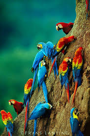 Papaganlar Egzotik Guzel Kus Egzotik Renk Renk Harika Papaganlar Papagan Resimleri Renkli Harika Papagan Ha Beautiful Birds Animals Beautiful Pretty Birds