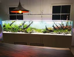 Amazing Work By Think Fish From Dubai Layout Powered By Aquaflora Plants Aquaflora Aquascaping Planted Aq Aquarium Gestalten Aquarium Einrichten Aquarium