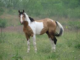 Buckskin and white, any color that a horse is, with white. Pin On Horses We â„'â„´Ñµâ„¯