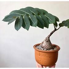 Image result for Phyllanthus nyikae