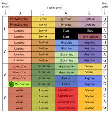 The Genetic Code