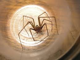 Image result for große winkelspinne biss haut reaktion