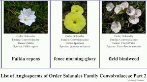 Image result for Ipomoea gracilisepala