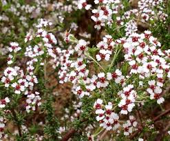 Image result for Eriospermum roseum