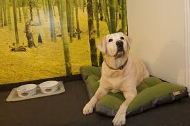 Lexidog Metro Our Lexidog Pet Desingated Rooms Are Tricked Out Specious Metros With Everything Your Pampered Pup Needs For A Perfect Hotel Stay An Eco F Priyut