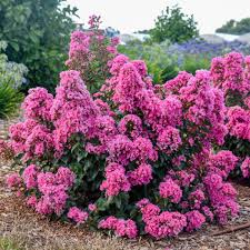 Image result for Lagerstroemia