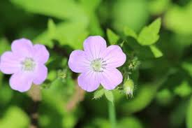 Image result for Geranium vagans