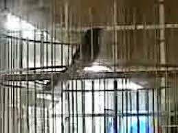 Murai batu merupakan salah satu jenis burung yang namanya murai batu. Murai Batu Malaysia Untuk Di Jual May 2011 Youtube