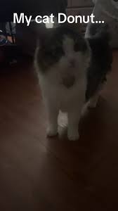 #gym #cat #pets #cute #funny #nope #shakes #nottoday #steps #fail #bail