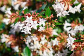 Small evergreen flowering shrubs australia. Small To Medium Shrubs Hedging Amazon Plant Growers