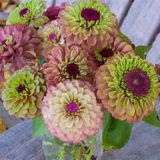 'queen red lime' is a flower arranger's dream. Photo Of The Bloom Of Zinnia Zinnia Elegans Queen Red Lime Posted By Joy Garden Org