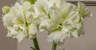 Amaryllis Marilyn White Flower Farm Amaryllis Flowers Amaryllis