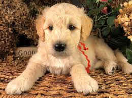 Both parents are blonde goldendoodles. Hazel Grace Puppies