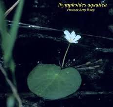 Image result for Nymphoides milnei
