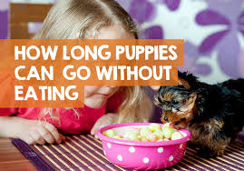 After eating take to potty spot. How Long Can A Puppy Go Without Eating Or Drinking